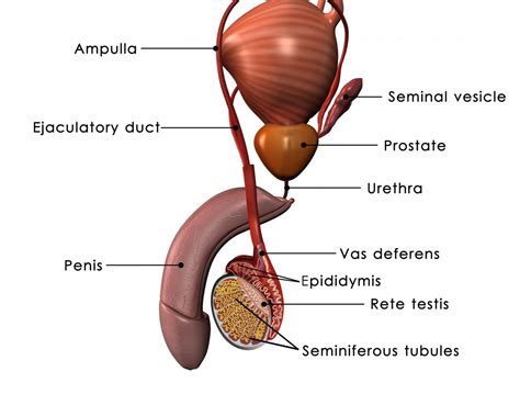 Mofofisiologia Do Sistema Reprodutor Masculino Testiculo Anatomia Images