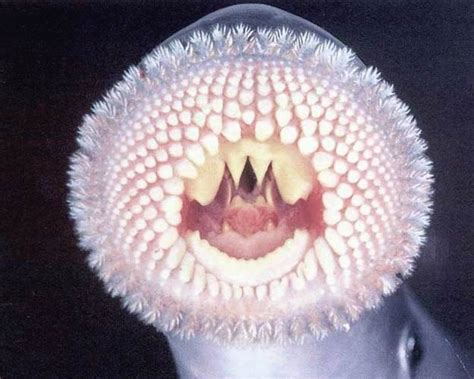 LAMPREY EEL - MOUTH FULL OF TEETH! | Lamprey, Curious creatures, Lamprey eel