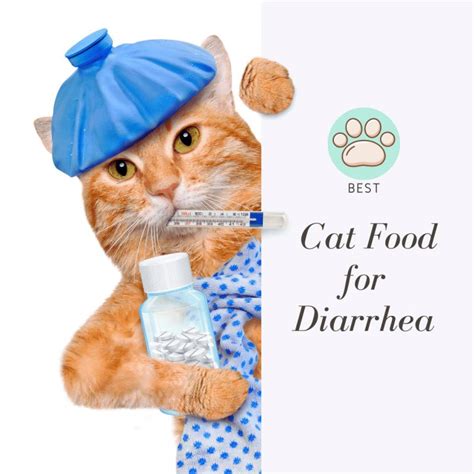 Best Cat Food For Diarrhea Let Me Help You Executive Cat