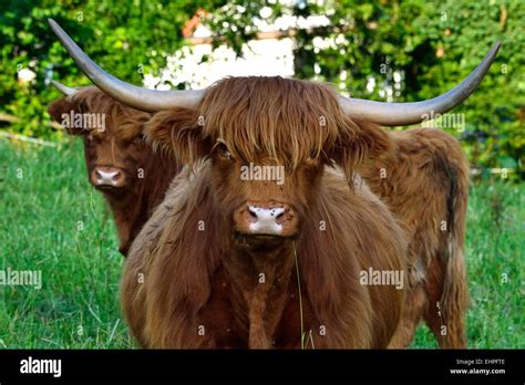 Scottish Highland Cattle Stock Photo Alamy
