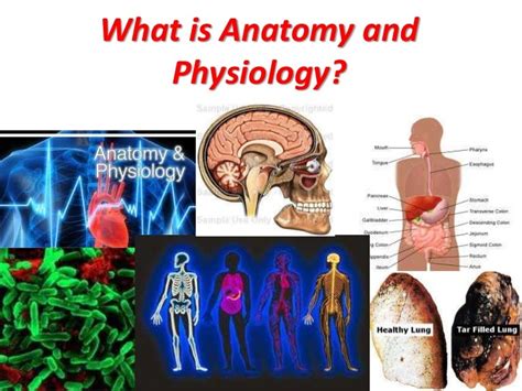 Intro To Anatomy And Physiology
