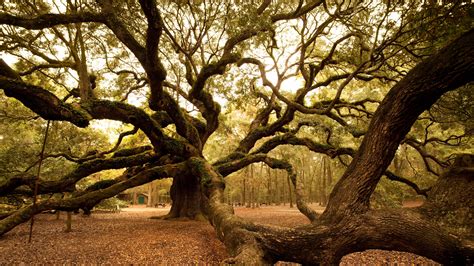 Angel Oak Tree Landmark Review Condé Nast Traveler
