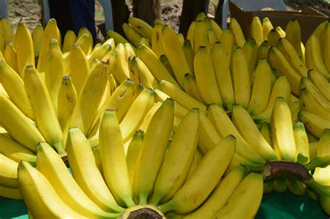 Banana Industry Strategic Science And Technology Plans Isps Platform