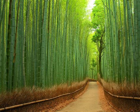 20 Magical Tree Tunnels You Should Definitely Take A Walk Through