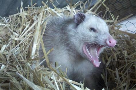 What Do Opossums Eat Baby And Adult Opossum Diet