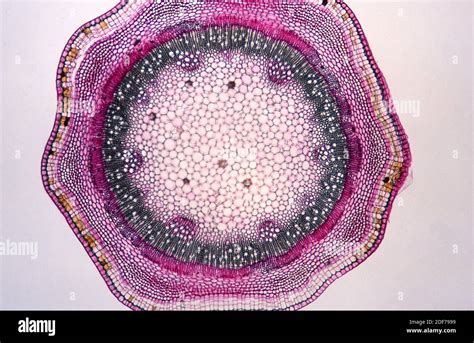 Cross Section Plant Stem Phloem Xylem High Resolution Stock Photography