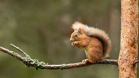 Brown Squirrel On Tree Stalk Eating Nut Squirrel Hd Wallpaper Peakpx