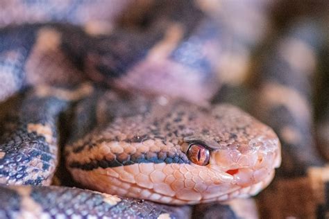 Attacked by Amazon’s largest venomous snake, man survives days in
