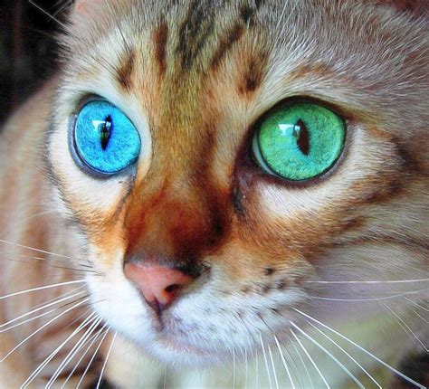 Interesting Beautiful Cats Breeds Get Gorgeous Cats Pretty Cats