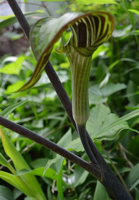 Arisaema triphyllum is a species in the genus arisaema which contains between 203 and 218. arisaema triphyllum - Google Search | Fiori