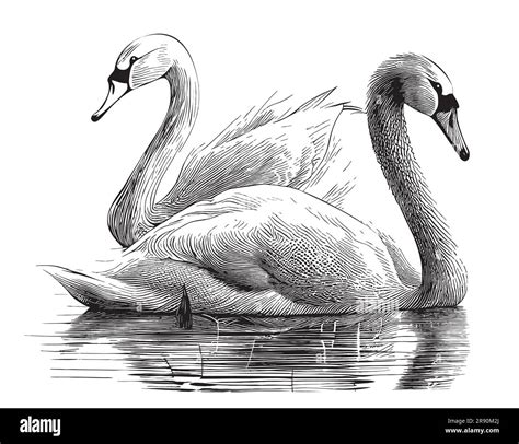 Pair Of Swans In The Lake Hand Drawn Sketch In Doodle Style