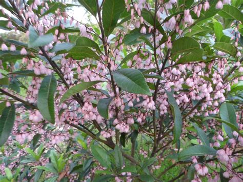 Elaeocarpus Reticulatus ‘prima Donna Blueberry Ash Gardening With