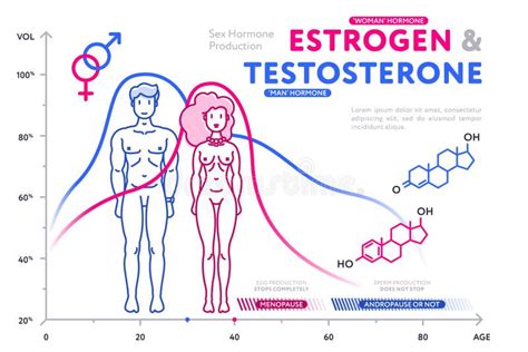 Diagrama Colorido Que Muestra Las Hormonas Masculinas Y Femeninas