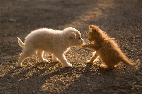 Kitten Meets Puppy Puppies Baby Animals Cuddly Animals