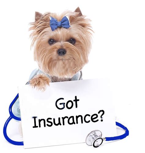 The Pet Insurance Market Is Being Influenced By Emerging Trends In