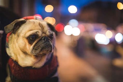 The cost for our by ground safe & sound travel program is our planning fee along with the cost for the transport itself. This Is The Most Annoying Thing About International Pet ...