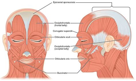 Orbicularis Oculi Definition Function Location And Anatomy