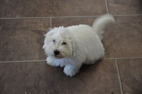 How Much Does A Coton De Tulear Cost