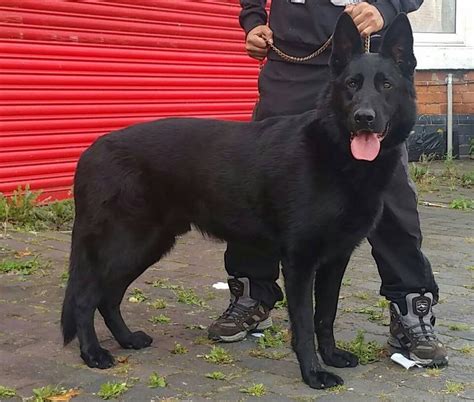 Pure Black German Shepherd Male In Handsworth West Midlands Gumtree