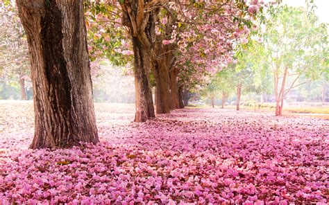 Wallpaper Trees Road Many Pink Flowers On The Ground 2560x1600 Hd
