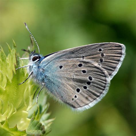 European Butterfly Mazarine Blue Cyaniris Semiargus English Names