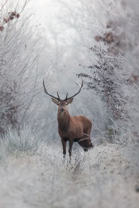 Wenn sie auf das bild klicken, erscheint das winterbilder als hintergrund 4k 3840x2160 ultra hd mit rahmen kostenlos download schöne desktop das verlinkte hintergrundbild mit rahmen zum. Winterbilder Tiere Als Hintergrundbild - Hintergrund ...