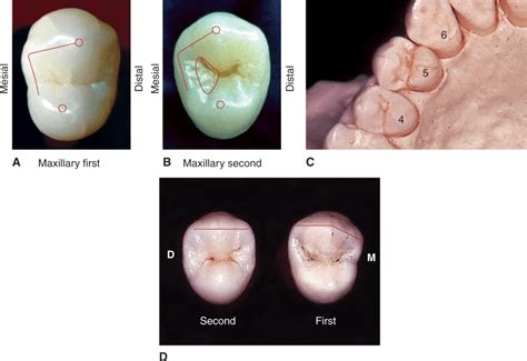 Type Traits That Distinguish Maxillary First From Second Premolars