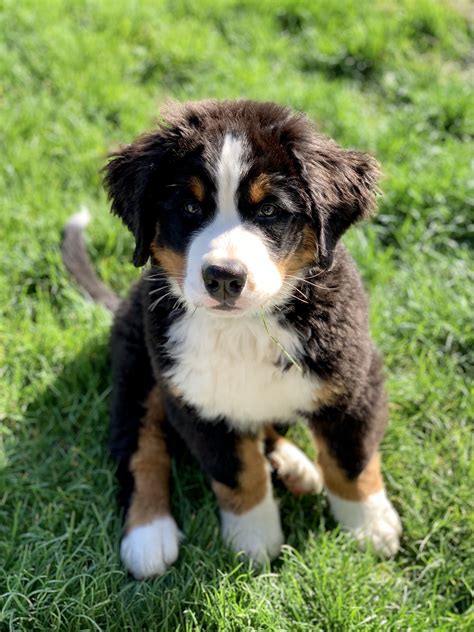 Bernese Mountain Dog Indonesia We Love Cats And Dogs