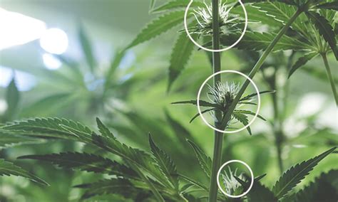Cómo Identificar Los Pistilos Y Su Rol Esencial En El Cultivo De Cannabis