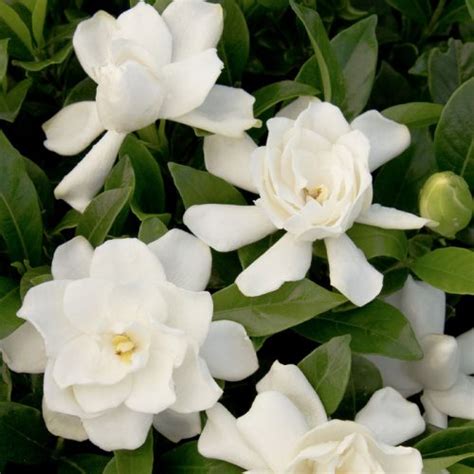 August Beauty Gardenia Verdego