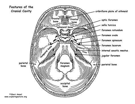 Diagram Of Cranial Cavity