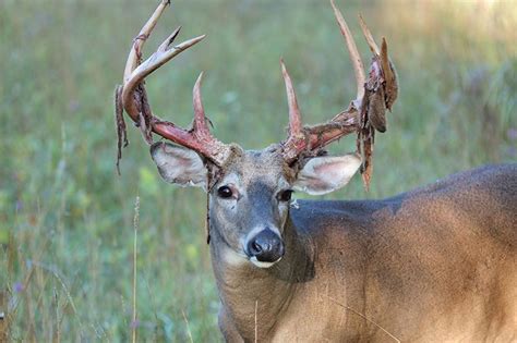 Early Season Western Whitetail Hunting Techniques News Guidefitter