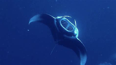 Giant Manta Rays Feeding In Palau Youtube