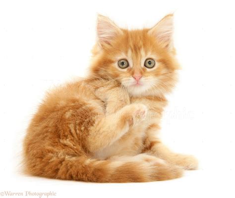 Ginger Maine Coon Kitten Lounging Photo Wp47600
