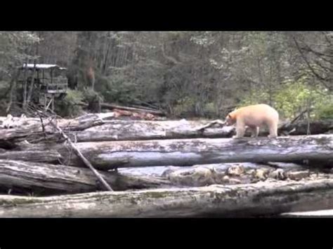 Touching spirit bear by ben mikaelsen learn with flashcards, games and more — for free. Touching Spirit Bear Official Movie Trailer - YouTube