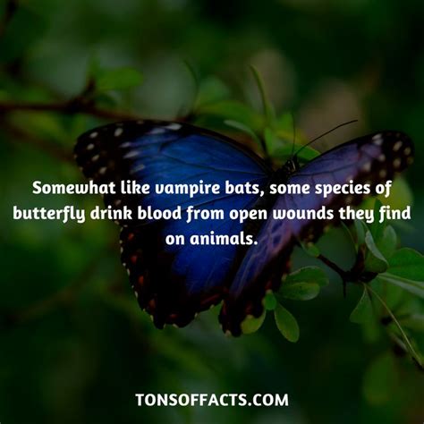 Maybe you would like to learn more about one of these? 24 Fun And Interesting Facts About Butterflies | Fun facts ...
