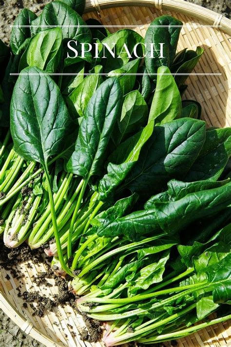 Add 'em to salads for extra zing, roast with root vegetables, or make 'em a. 7 Fastest Growing Vegetables - Flour On My Face