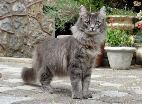 Norwegian Forest Cat Cat Breed | Facts, Highlights ...