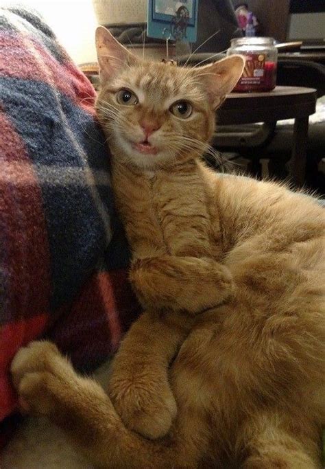 Part of a series on black twitter. A rescue ginger cat turns his disability into happiness ...