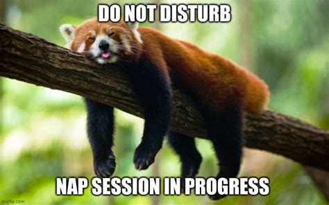 Nap In Progress Meme Imgflip