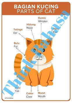 Muka dan tubuh lebam, izara kongsi cerita kemalangan di lokasi penggambaran. Body Parts of Cat English Indonesian Vocabulary Poster ...