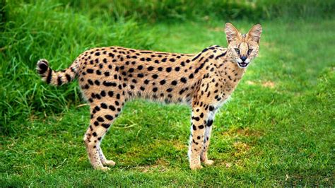 A Crazy Looking Cat Loose In Missouri Was Actually A Wild African Serval
