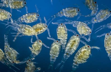 12 Difference Between Phytoplankton And Zooplankton With Examples