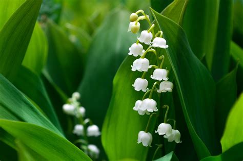 May Birth Flowers Lily Of The Valley And Hawthorn Snapblooms Blogs