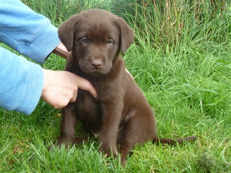 Chocolate Labrador Puppies Welshpool Powys Pets4homes