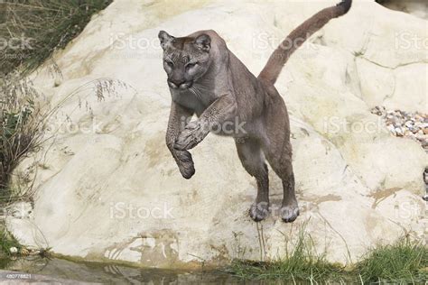 Mountain Lion Stock Photo Download Image Now Pouncing Animals