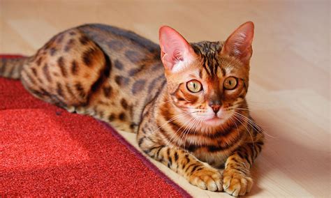 Bengal Cat Wallpapers High Quality Download Free