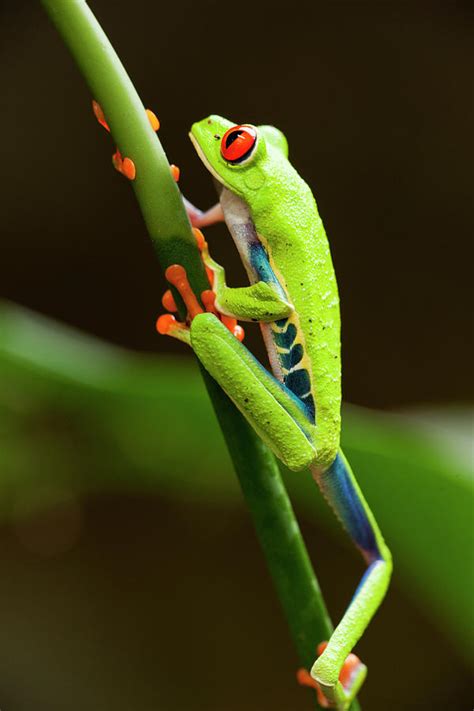 Red Eyed Tree Frog Costa Rica By Paul Souders