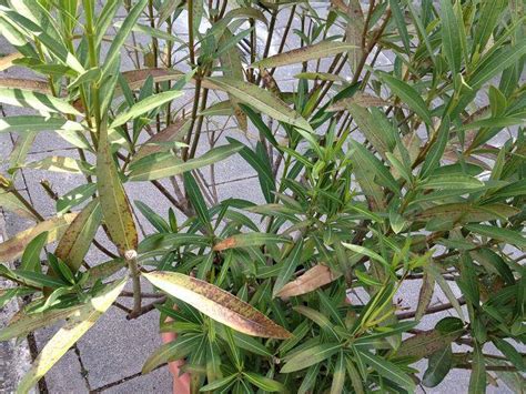 Vllt erkennt jemand etwas an den bildern. Oleander bekommt rostige Blätter - Mein schöner Garten Forum