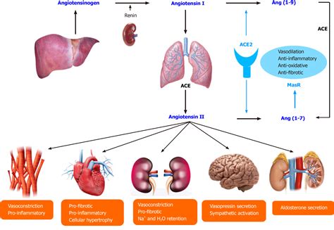 Angiotensin Converting Enzyme 2 Receptors Chronic Liver Diseases